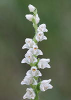 Goodyera repens